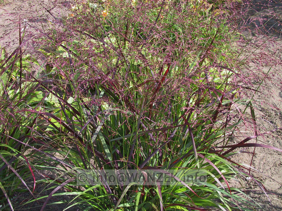Panicum virgatum Shenandoah 2.JPG